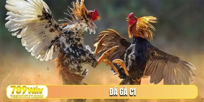 đá gà c1