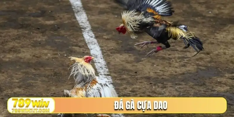 đá gà cựa dao