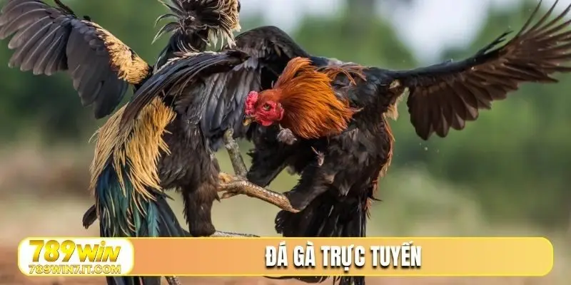 đá gà trực tuyến