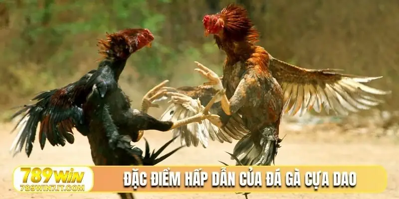 Đặc điểm hấp dẫn của đá gà cựa dao