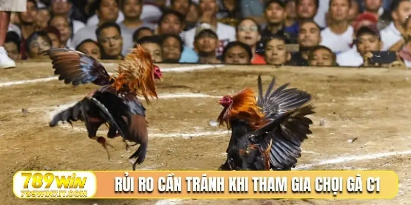 Rủi ro cần tránh khi tham gia chọi gà C1