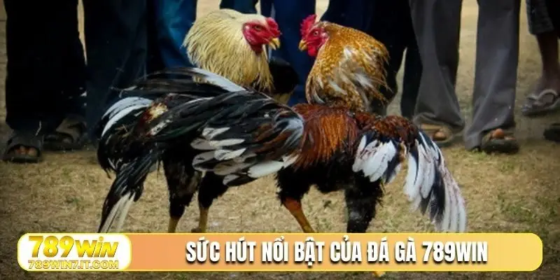 Sức hút nổi bật của đá gà 789Win