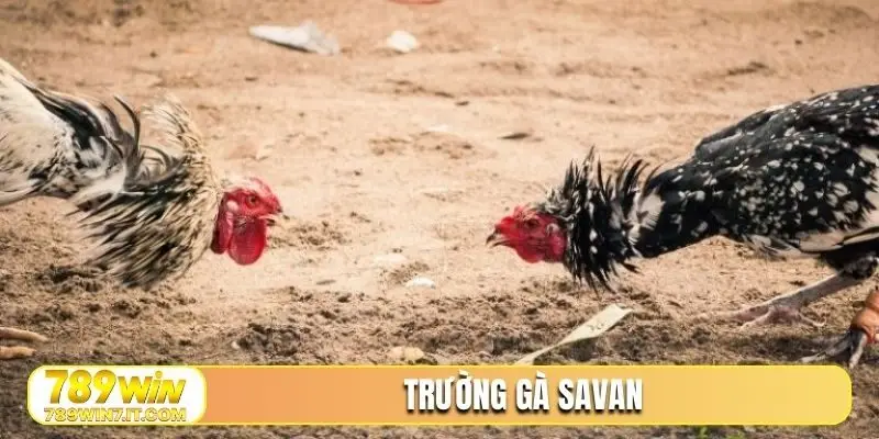 Trường Gà Savan